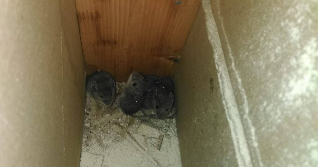 A raccoon peeking its head out of a large, jagged hole chewed through grey asphalt roof shingles and plywood.