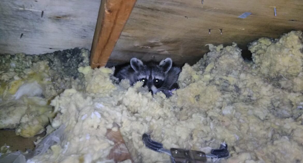 A masked raccoon peeking through yellow attic insulation under wooden rafters during a Skedaddle wildlife removal.