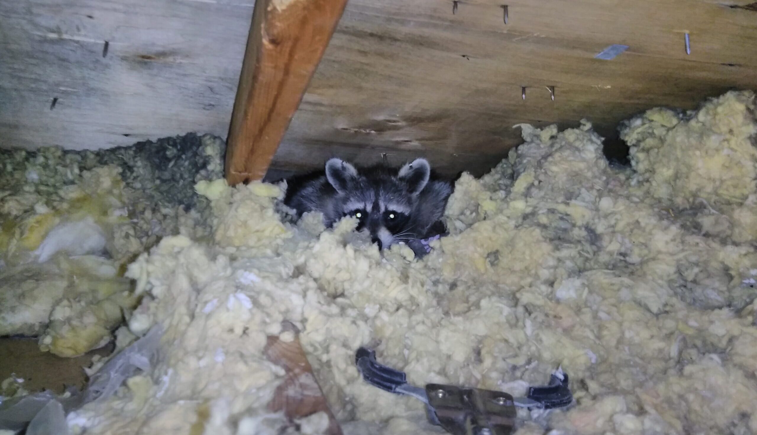 A masked raccoon peeking through yellow attic insulation under wooden rafters during a Skedaddle wildlife removal.