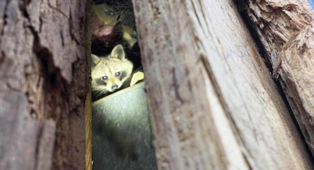 A raccoon looking out from a narrow gap between wooden beams and structural boards inside a dark attic or wall cavity.