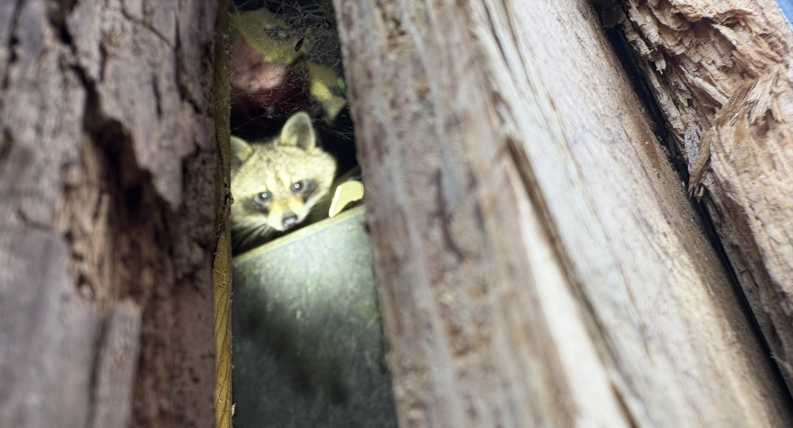 A raccoon looking out from a narrow gap between wooden beams and structural boards inside a dark attic or wall cavity.
