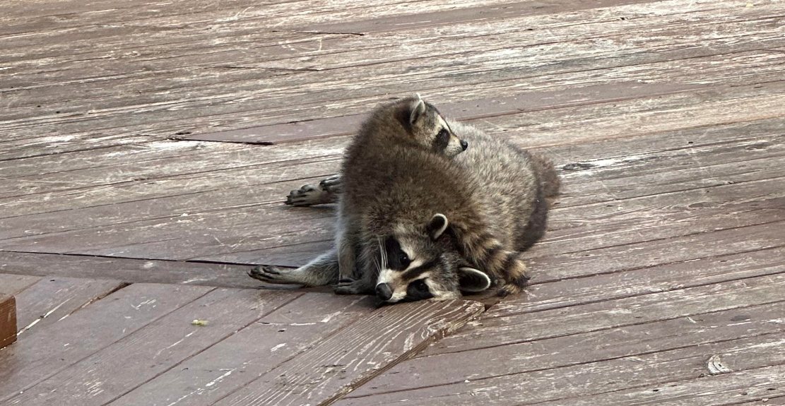 Two raccoons huddling together and resting on a brown wooden backyard deck during the day.