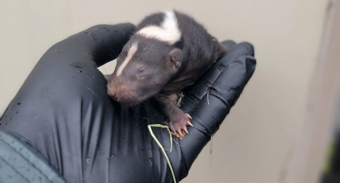 A tiny, blind baby skunk with its signature white stripe being held gently in a gloved hand during a humane removal.