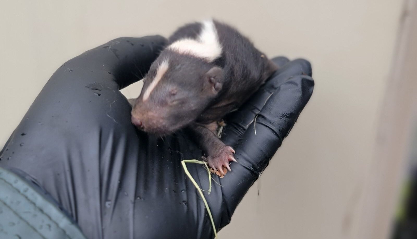 A tiny, blind baby skunk with its signature white stripe being held gently in a gloved hand during a humane removal.