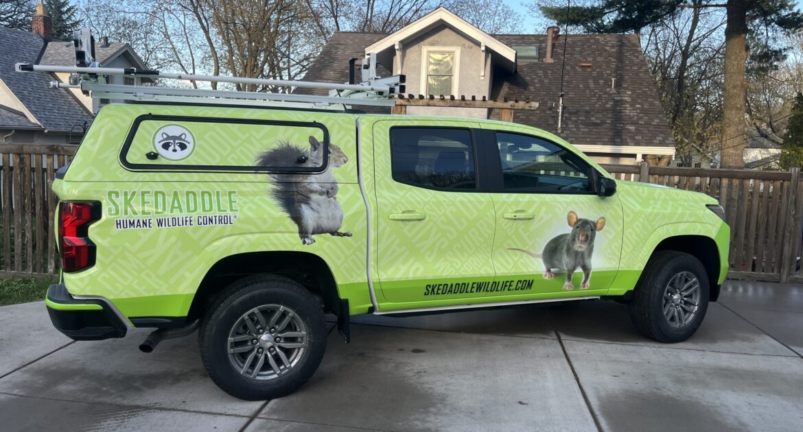 A bright green Skedaddle service truck with raccoon and squirrel graphics parked on a residential street in Minnesota.
