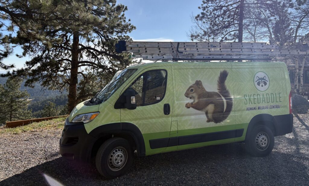 A lime green Skedaddle service van with a squirrel graphic and professional ladders on the roof, parked in a scenic mountainous area with pine trees.