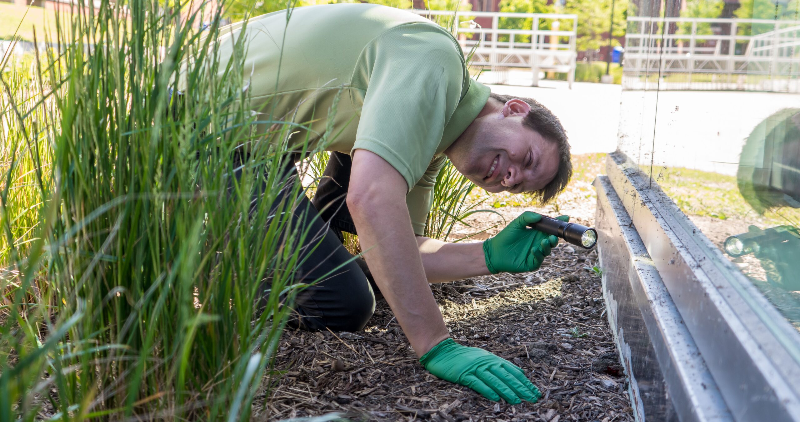 A Skedaddle Humane Wildlife Control technician wearing green gloves and a green polo shirt kneels on mulch to inspect a building's foundation using a flashlight.
