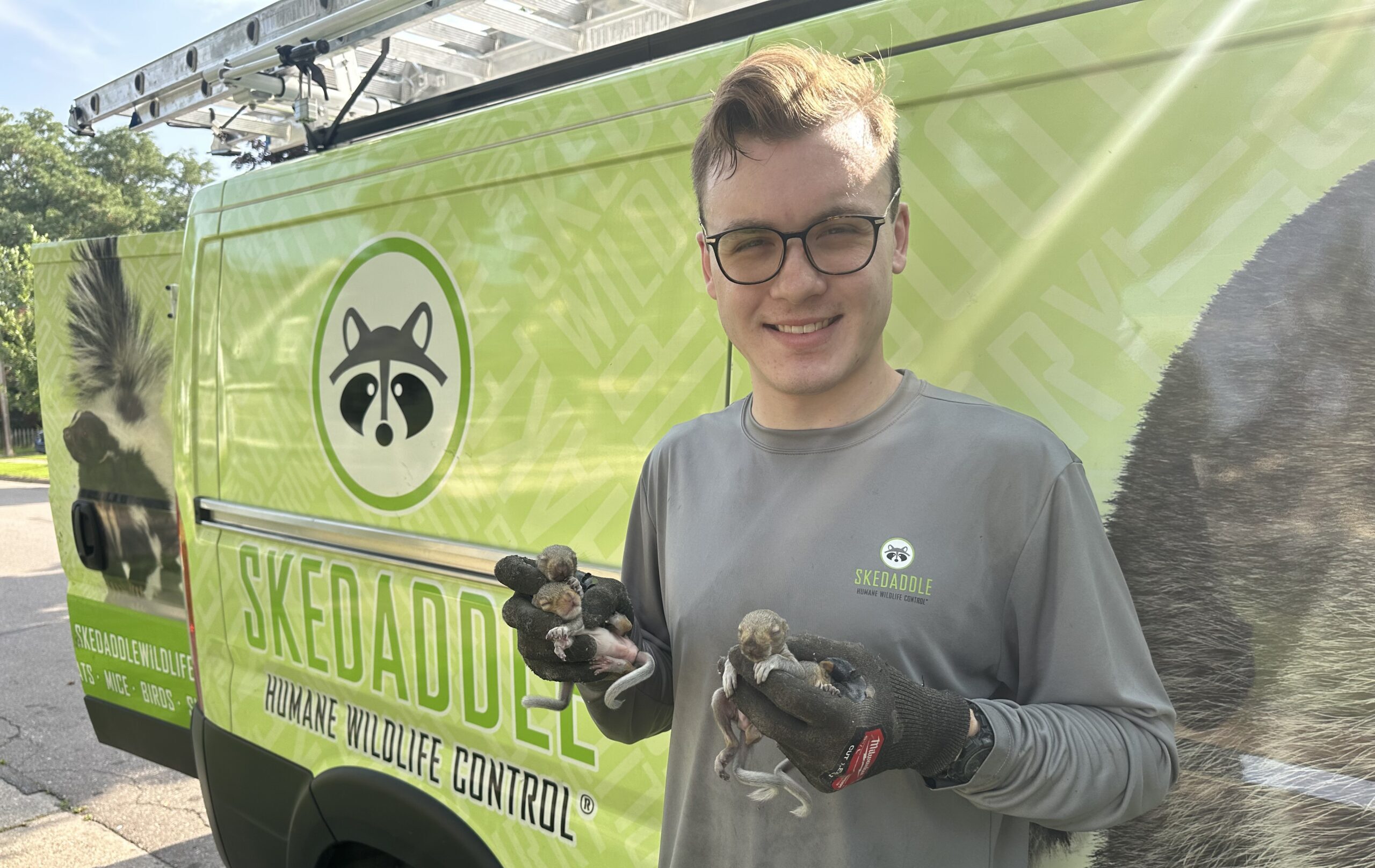 A Skedaddle technician in a green polo shirt smiling while safely holding a small grey squirrel with black protective gloves.