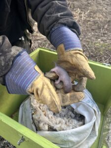 Skedaddle baby squirrel reunion box