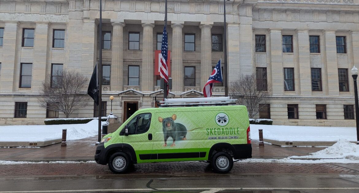 A bright green Skedaddle Humane Wildlife Control service van parked in front of a historic stone government building in winter, featuring a large rat graphic and the company logo.