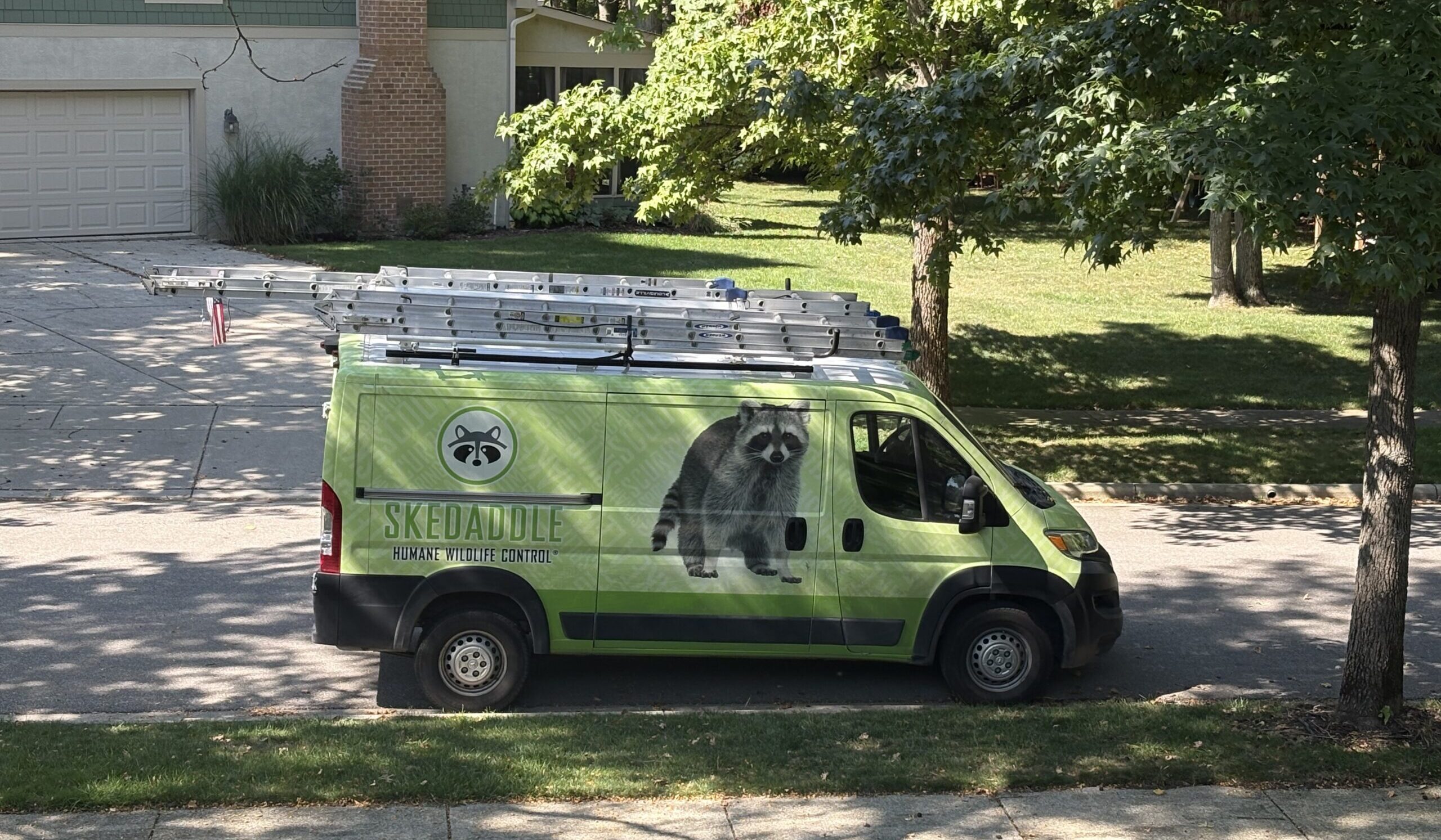 A bright green Skedaddle Humane Wildlife Control service van parked on a suburban street with multiple extension ladders on its roof rack in front of a house.