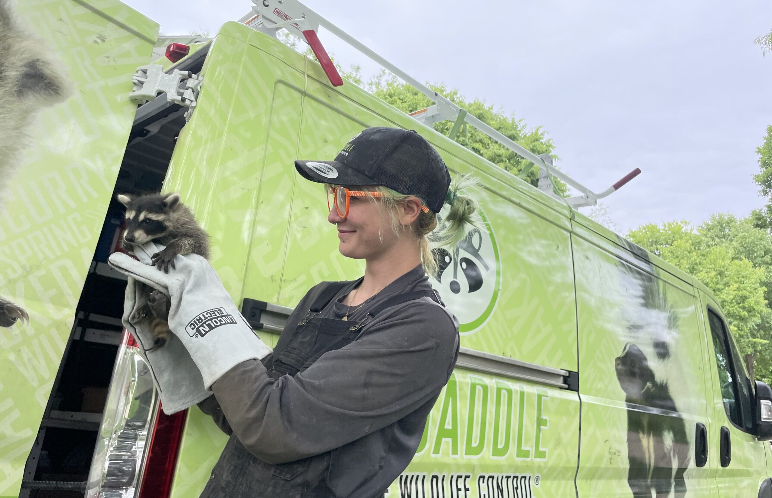 A Skedaddle Humane Wildlife Control technician in protective gear holding a baby raccoon in front of a branded service van.
