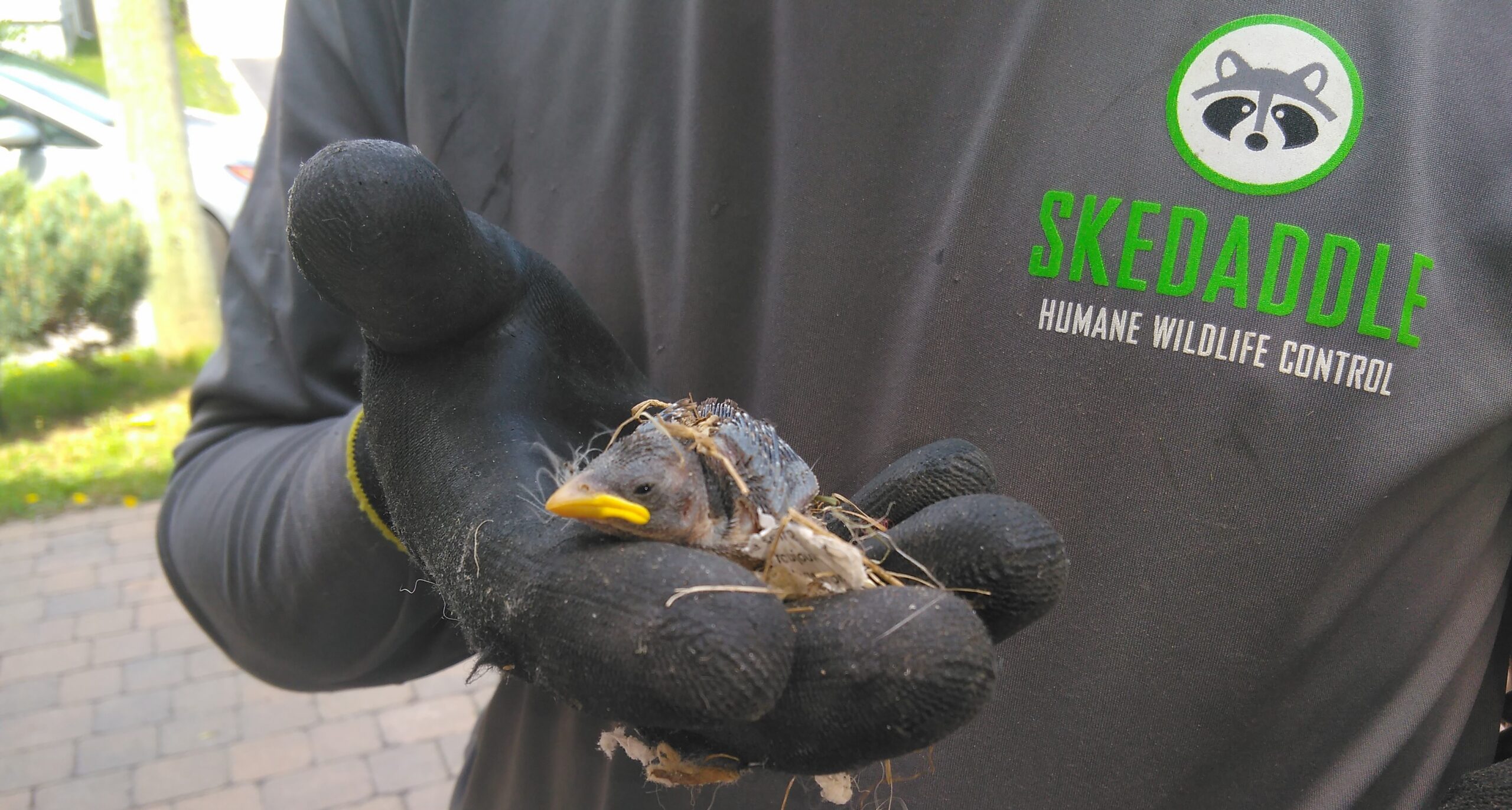 Skedaddle Technician holding a small baby bird