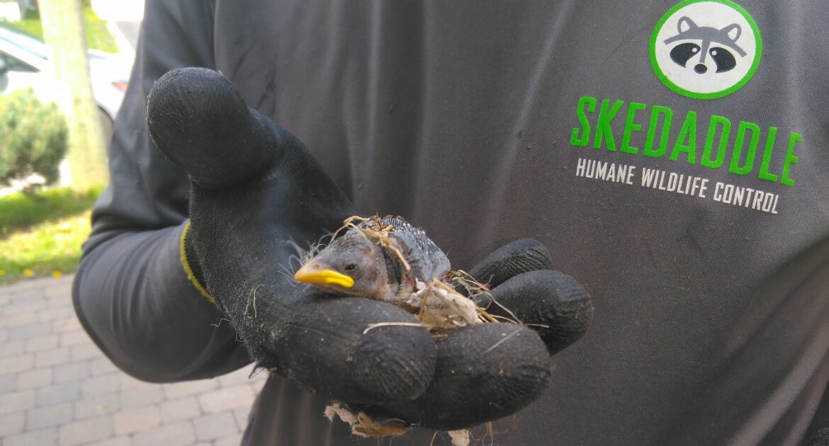 A Skedaddle technician wearing a branded grey shirt and black protective gloves gently holding a small baby bird and nesting material.