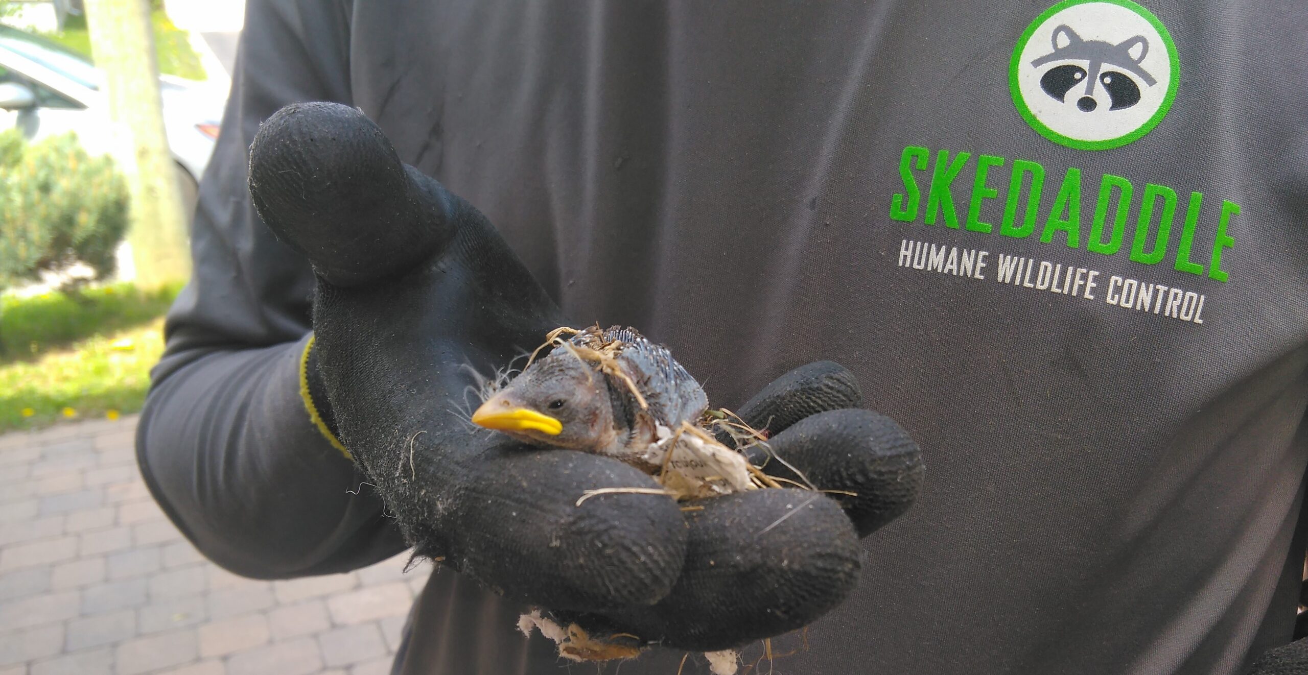 A Skedaddle technician wearing a branded grey shirt and black protective gloves gently holding a small baby bird and nesting material.