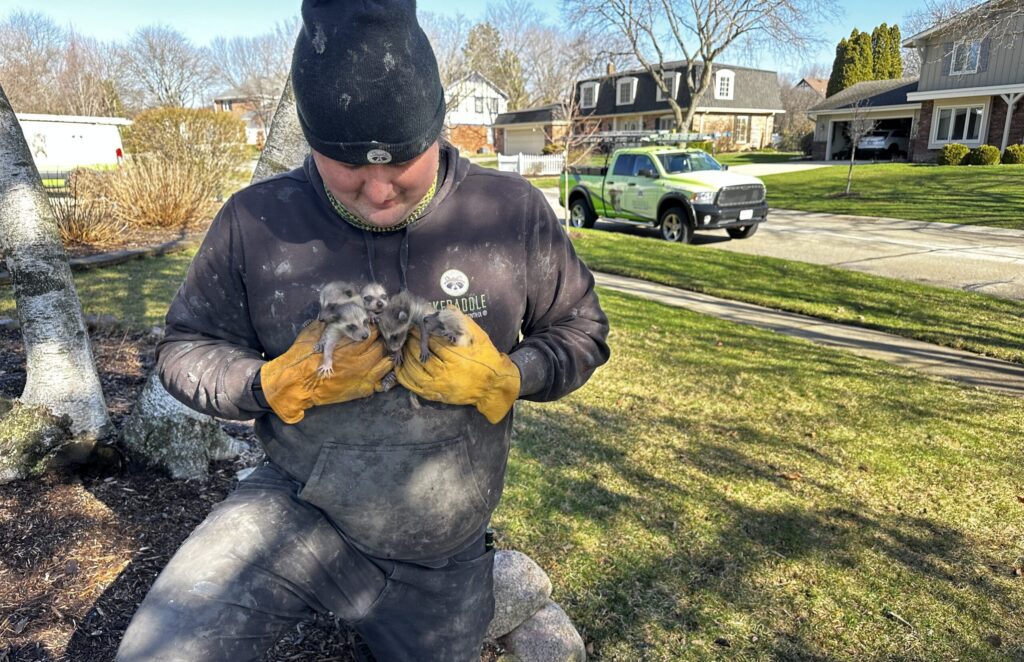 A Skedaddle wildlife technician kneeling on a residential lawn, safely cradling a litter of baby raccoons in thick yellow protective gloves.