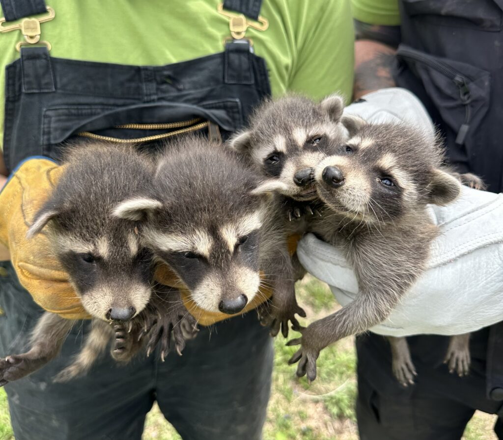 Two Skedaddle technicians wearing heavy-duty protective gloves safely holding four rescued baby raccoons during a humane removal.