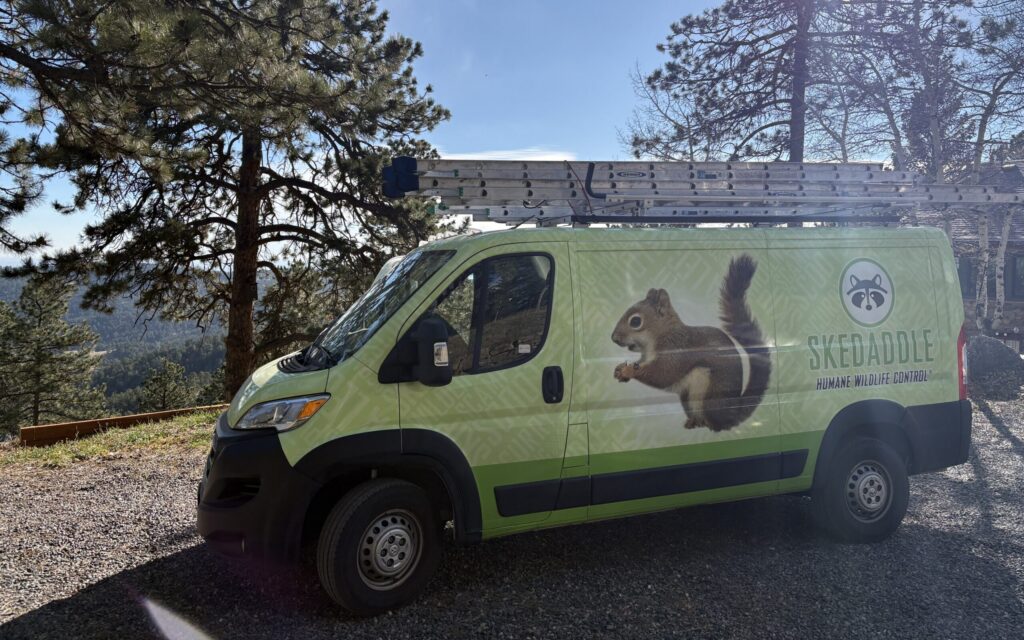 A lime green Skedaddle Humane Wildlife Control service van with a large squirrel graphic parked on a gravel driveway in a forested, hilly area under a bright blue sky.
