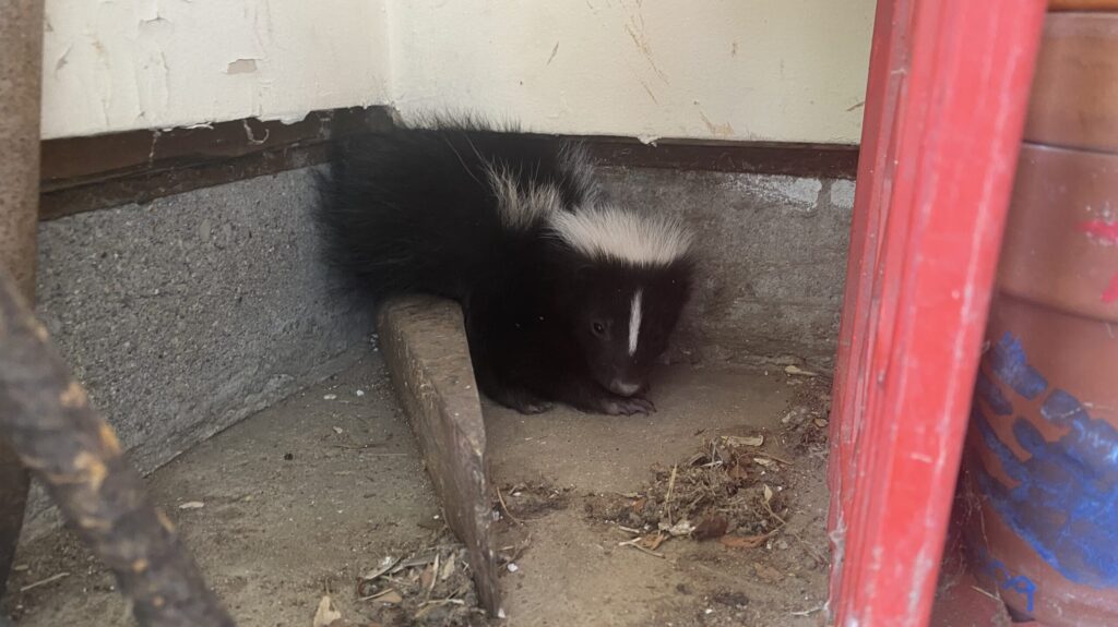 A black and white skunk curled up in the dusty corner of a concrete garage floor next to red storage bins.