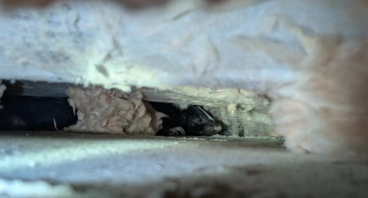 A black and white skunk peeking out from a narrow crawl space or attic gap, surrounded by shredded pink and yellow fiberglass insulation.