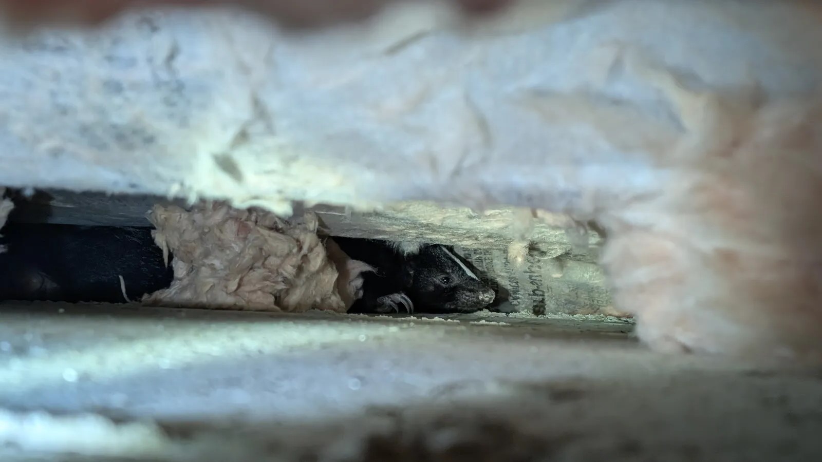 A black and white skunk peeking out from a narrow crawl space or attic gap, surrounded by shredded pink and yellow fiberglass insulation.