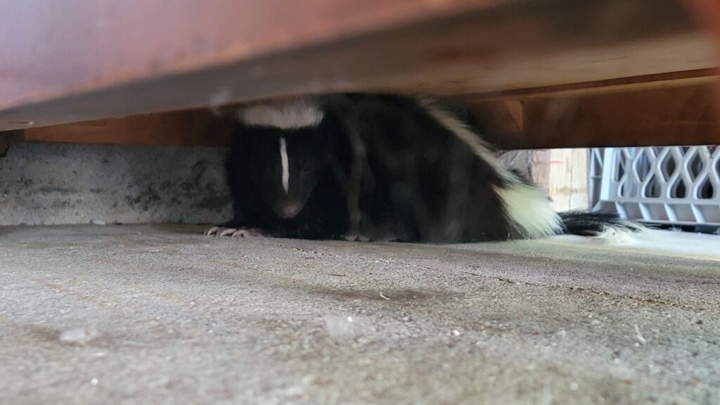Skunk nesting under home crawl space A black and white skunk huddled under a wooden structure in a low-clearance concrete crawl space.