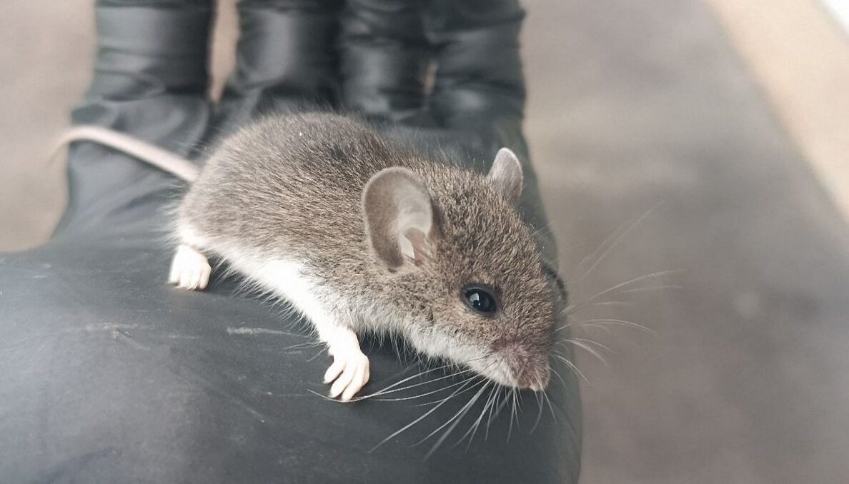 A tiny grey and white field mouse sitting on the back of a black-gloved hand, showing its large ears and long whiskers.