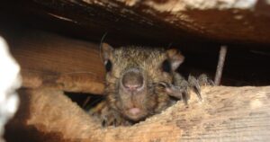 A close-up of a squirrel’s face as it peers through a hole in a wooden attic beam, showing its sharp claws and whiskers.