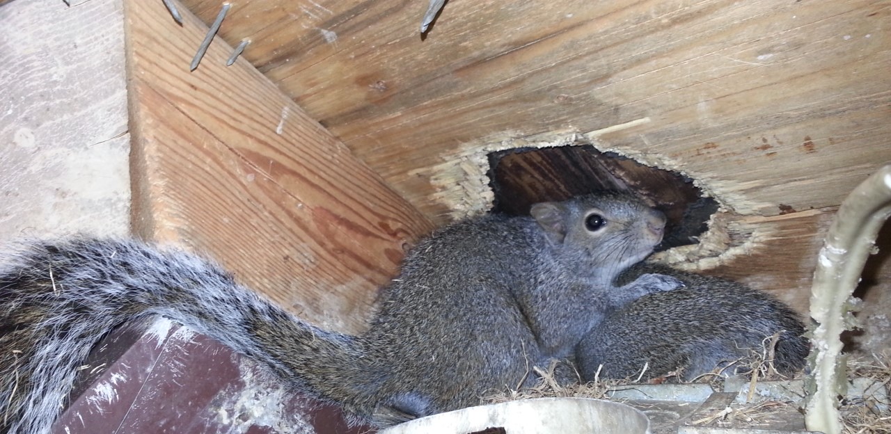 Squirrels Chewing Entry to Attic
