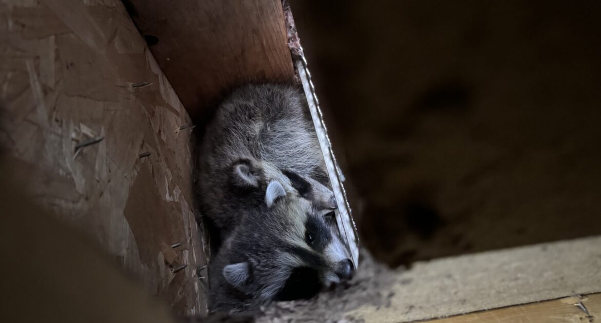A close-up of a standard plastic roof vent on a shingled roof, showing how the thin louvers can be easily bypassed by rodents or birds.