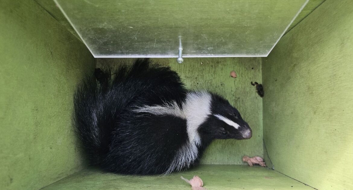 A black and white striped skunk curled up inside a small, green wooden enclosure or garden structure.
