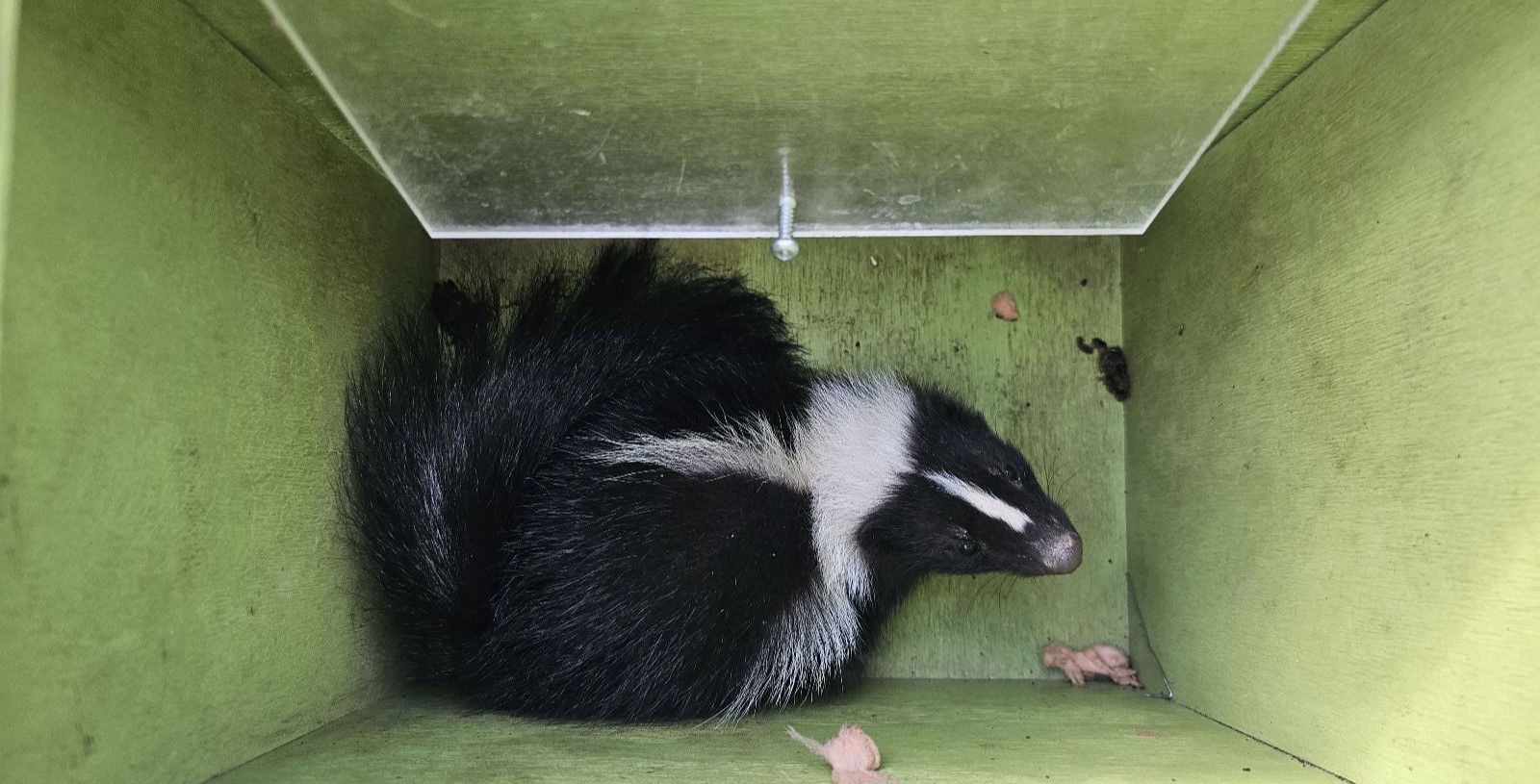 A black and white striped skunk curled up inside a small, green wooden enclosure or garden structure.