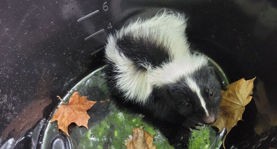 A black and white striped skunk stuck inside a deep black plastic bucket or bin with dried autumn leaves at the bottom.