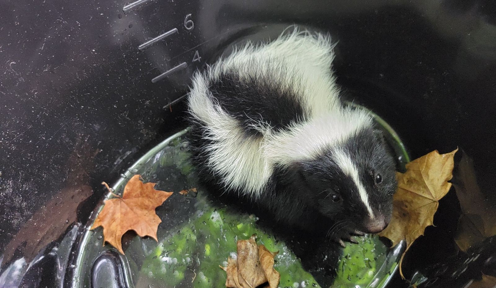 A black and white striped skunk stuck inside a deep black plastic bucket or bin with dried autumn leaves at the bottom.