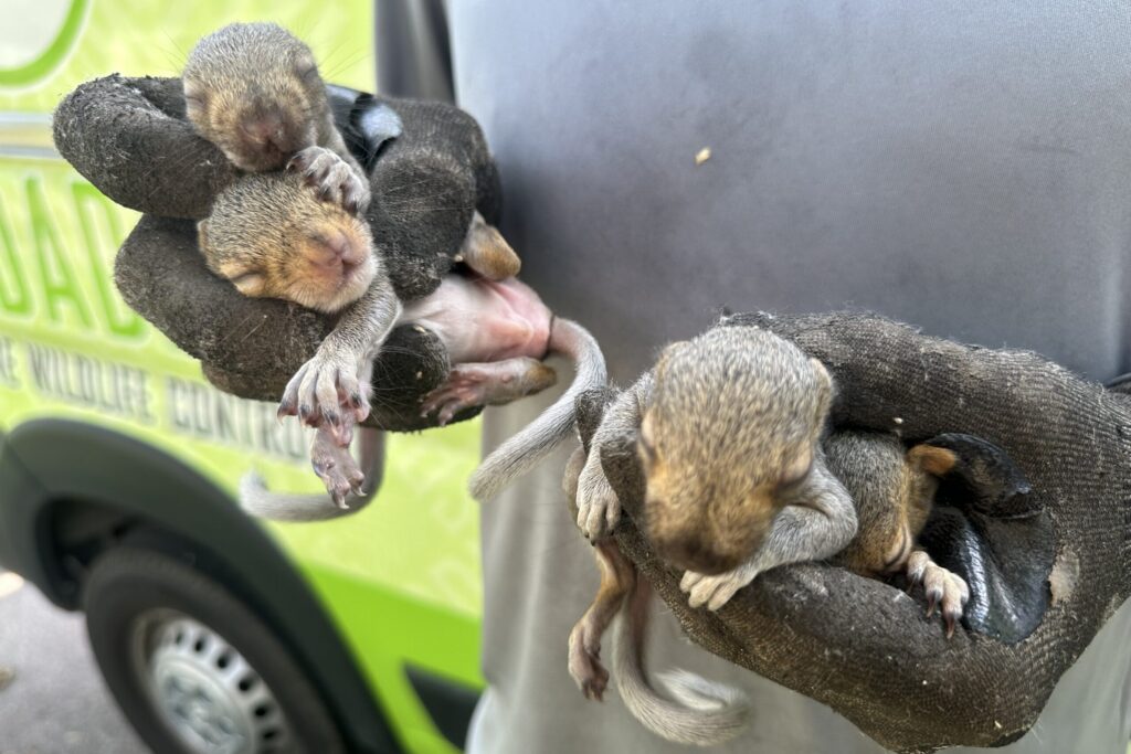 Four rescued baby squirrels being held by a Skedaddle professional; the branding "Humane Wildlife Control" is visible on the van in the background.
