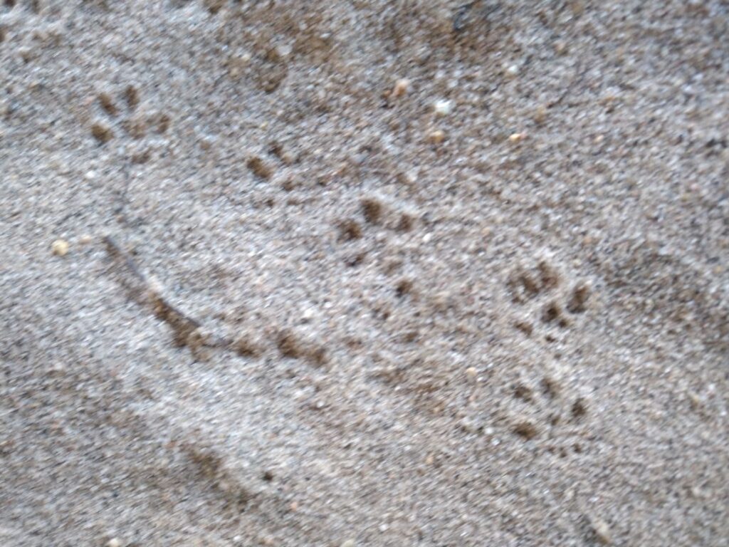 Multiple small, five-toed paw prints from a mouse or small rodent pressed into soft, sandy soil.