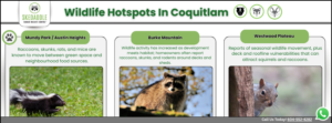 An infographic by Skedaddle Humane Wildlife Control showing wildlife hotspots in Coquitlam, including Mundy Park, Burke Mountain, and Westwood Plateau, with photos of a skunk, raccoon, and squirrel.