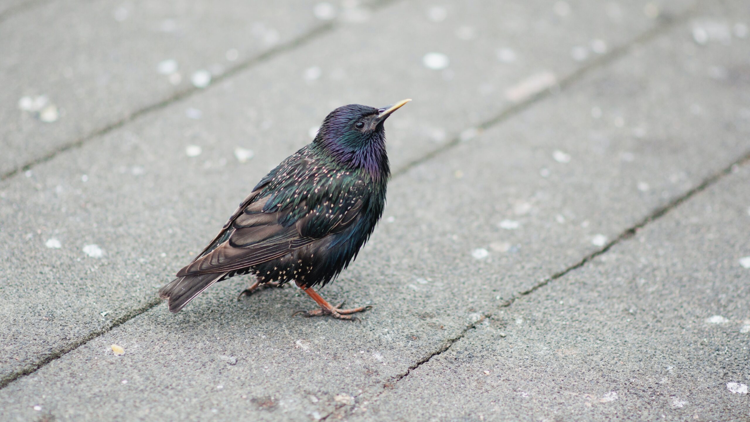 A close-up shot of a European Starling with glossy black and iridescent purple-green feathers and white spots standing on a gray paved surface.