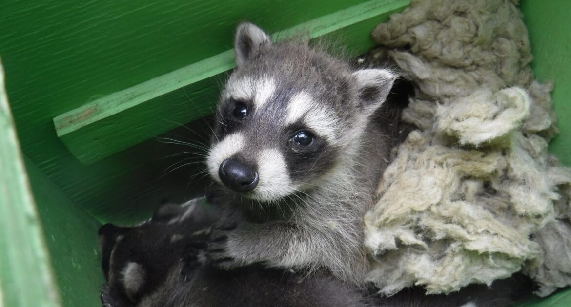 A baby raccoon sitting in a green protective Skedaddle "baby box" with insulation material after being removed from a building.