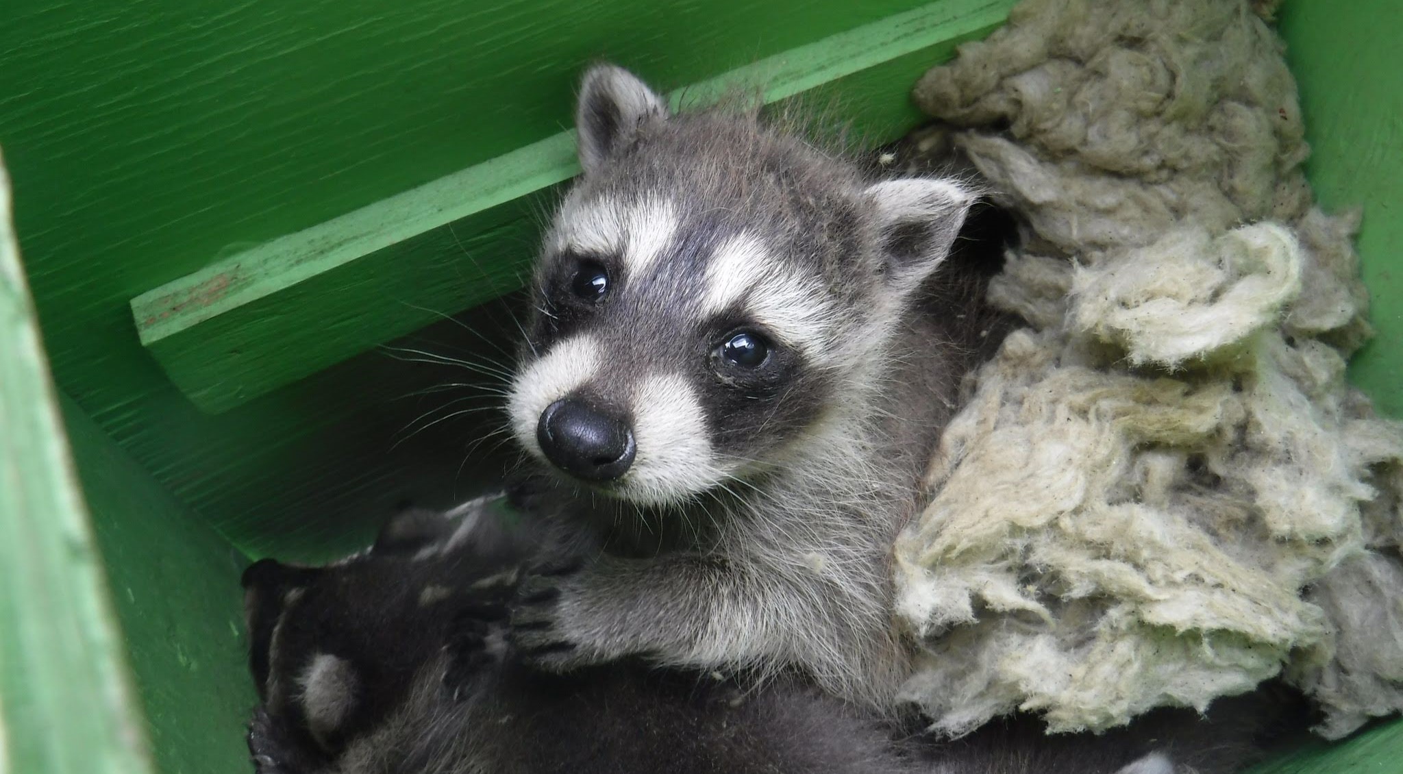 A baby raccoon sitting in a green protective Skedaddle "baby box" with insulation material after being removed from a building.