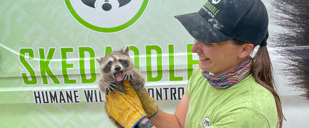 A smiling Skedaddle technician wearing a branded hat and yellow protective gloves safely holding a vocal baby raccoon in front of a company service vehicle.