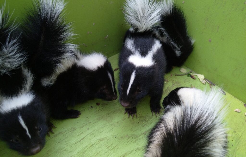 A group of four juvenile black and white skunks huddled together inside a bright green wooden transport box during a humane relocation.