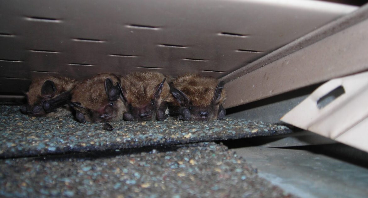 A cluster of small bats huddled together in a narrow gap within a home's attic insulation and wooden framing.
