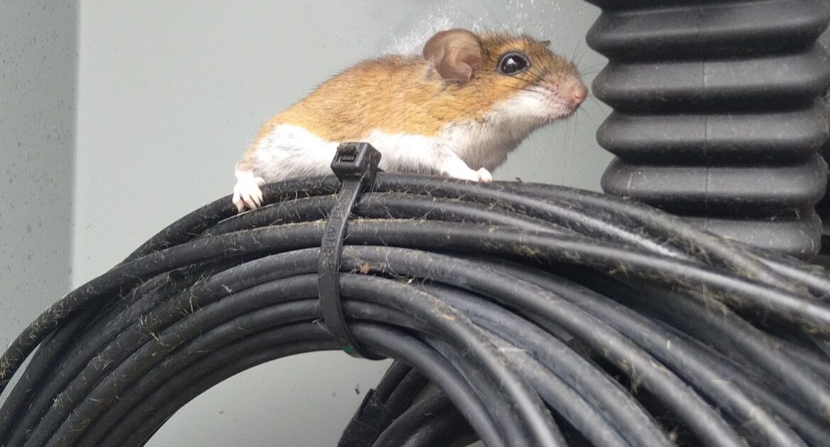A small brown and white mouse sitting on a coil of black electrical cables near an exterior utility box.