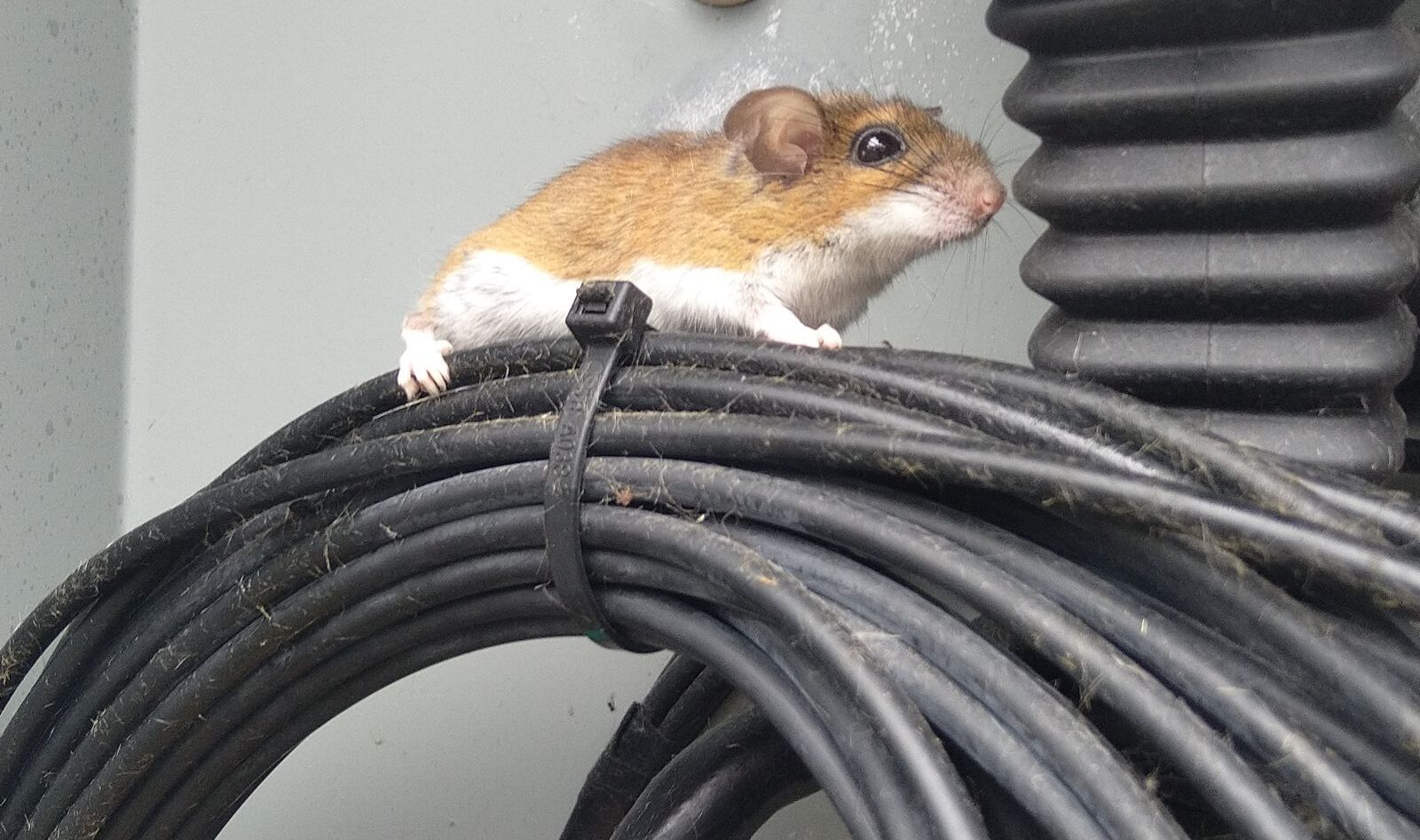 A small brown and white mouse sitting on a coil of black electrical cables near an exterior utility box.