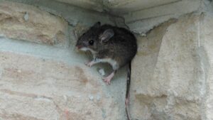 A close-up of a small deer mouse with large ears and a long tail perched on a light-colored stone foundation wall.