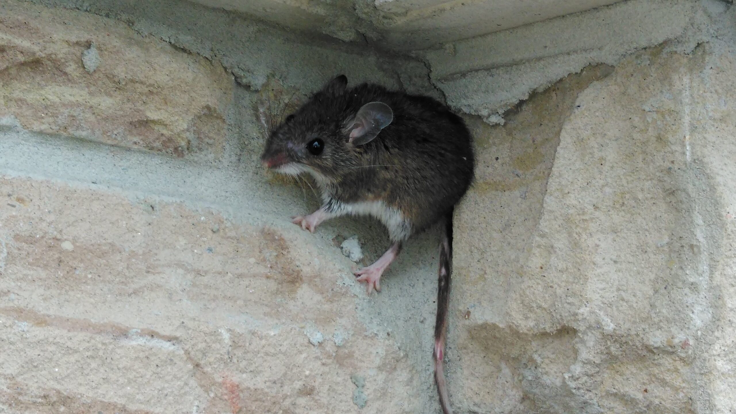A close-up of a small deer mouse with large ears and a long tail perched on a light-colored stone foundation wall.