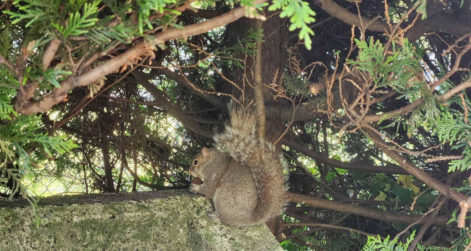 A grey squirrel sitting on a concrete garden wall under cedar branches, holding a nut in its paws.