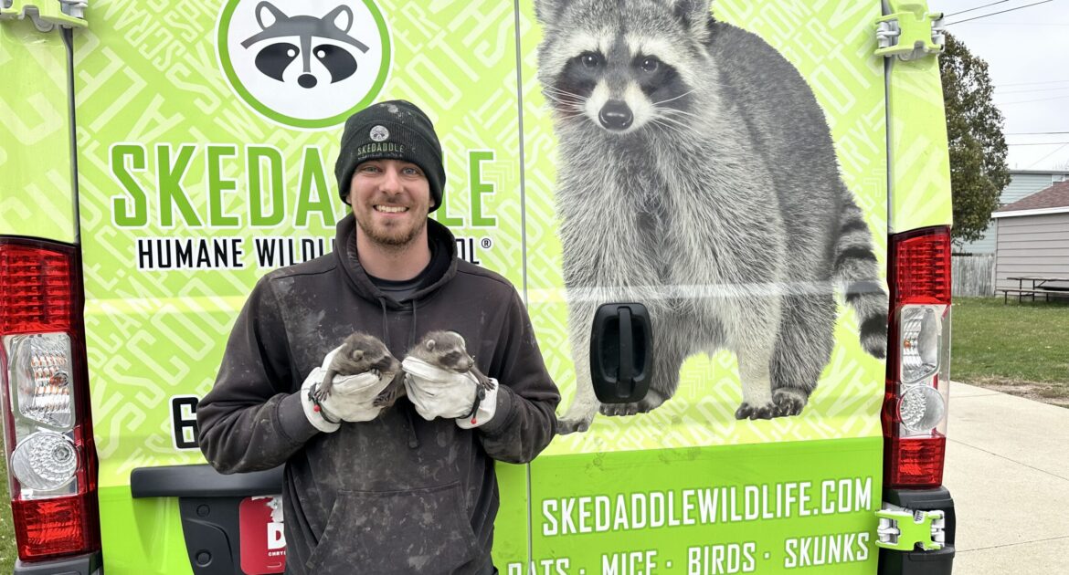 A smiling Skedaddle technician wearing white gloves gently holding two baby raccoons in front of a bright green branded service van.