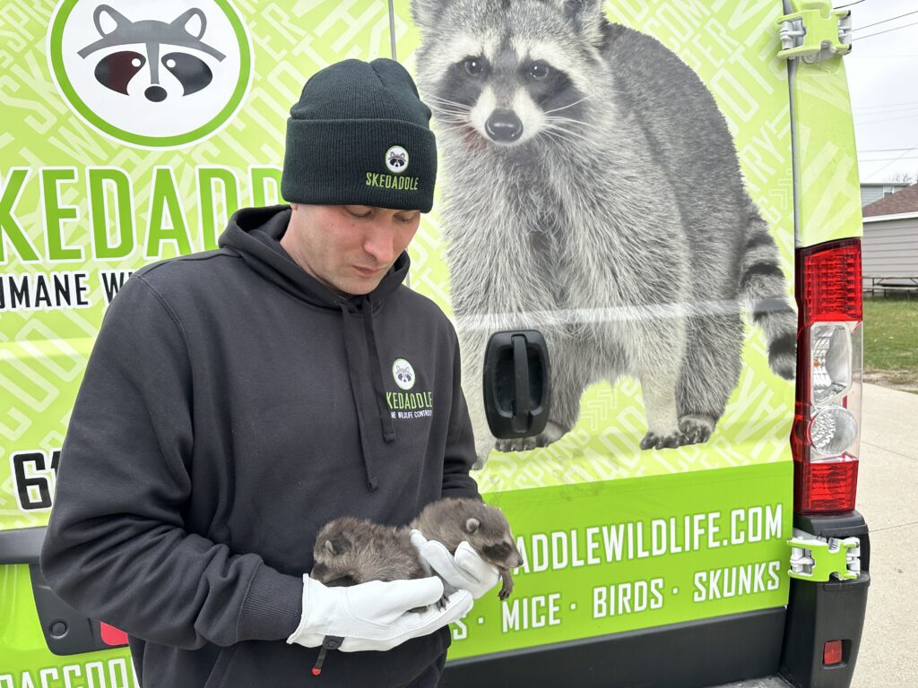 A Skedaddle wildlife technician wearing a branded beanie and hoodie, safely holding two tiny baby raccoons in gloved hands in front of a green Skedaddle service van.